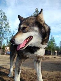 Bus-tour group visiting the husky farm
