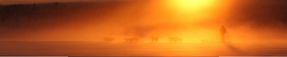 Dog team and sled at dusk on a polar night safari
