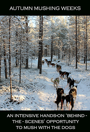 Autumn husky training with the dog team