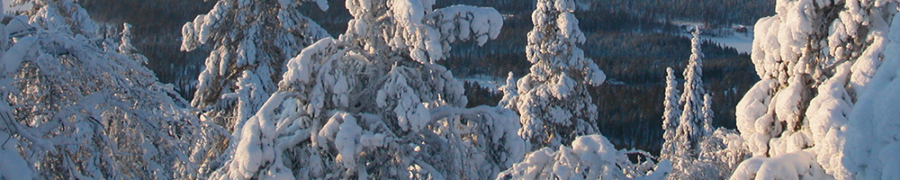 Snow-covered trees in the arctic winter
