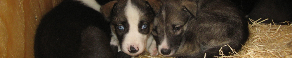 A handler with one of the huskies on the farm