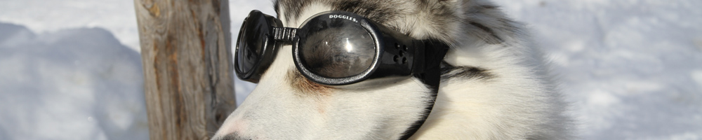 Musher driving a husky team along an arctic trail