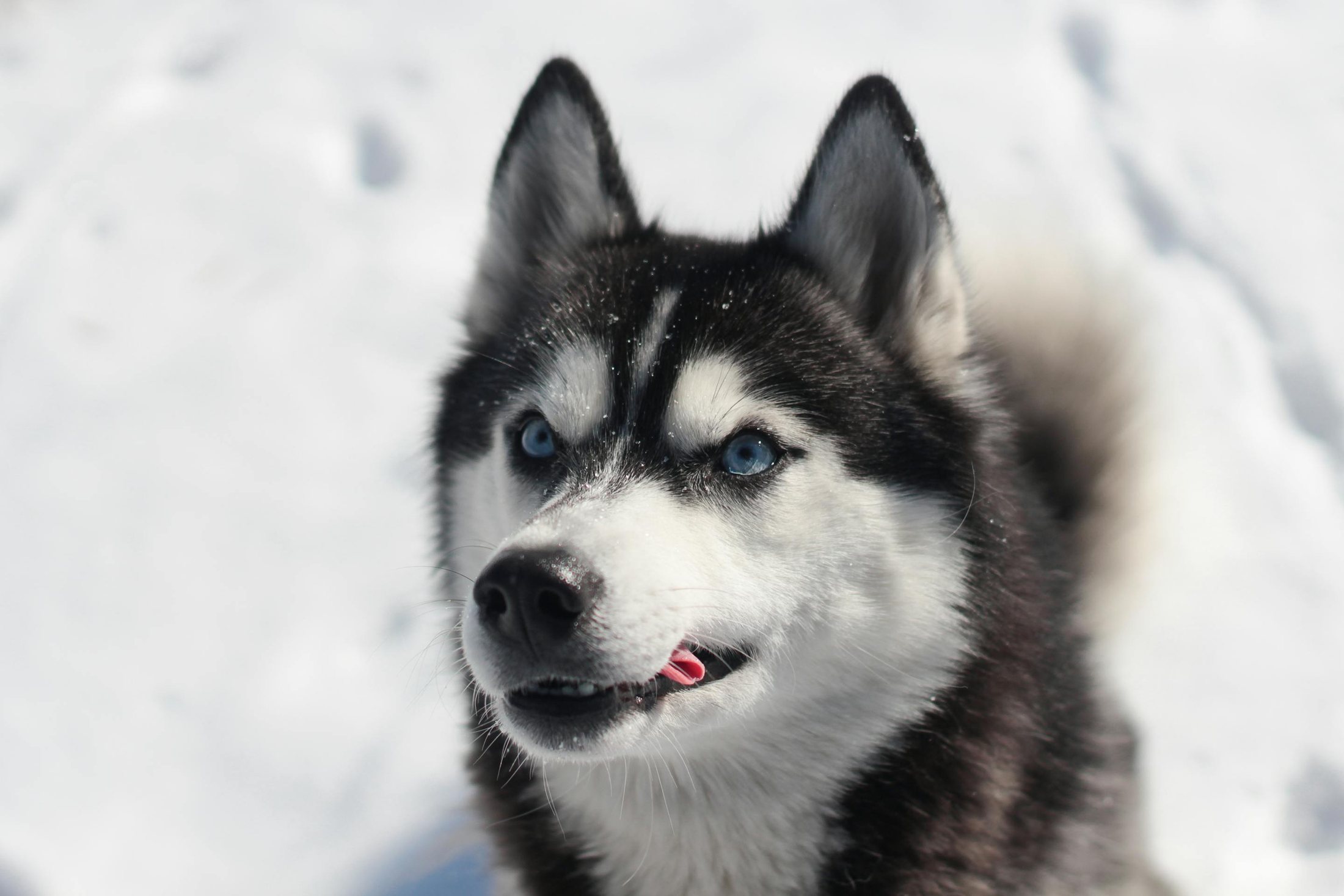 HettaView™ - our AI dog CRM