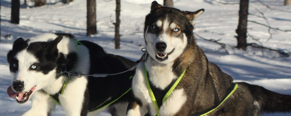 Two huskies in harnesses with bright blue eyes, ready to run