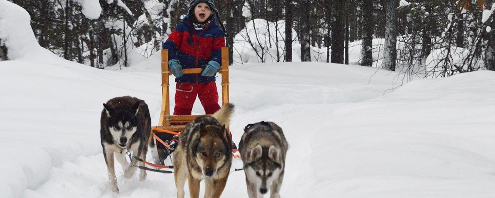 A young child driving a small husky sled through a snowy forest