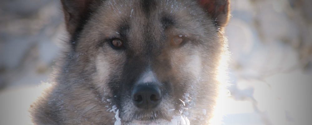 Close-up portrait of a husky with grey and tan fur, sun behind, snow on chin
