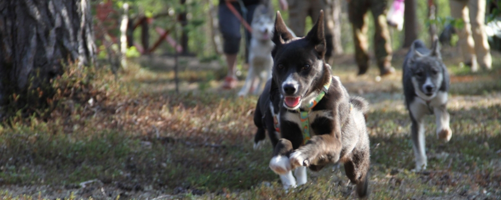 A husky puppy running through a green summer forest, tongue out