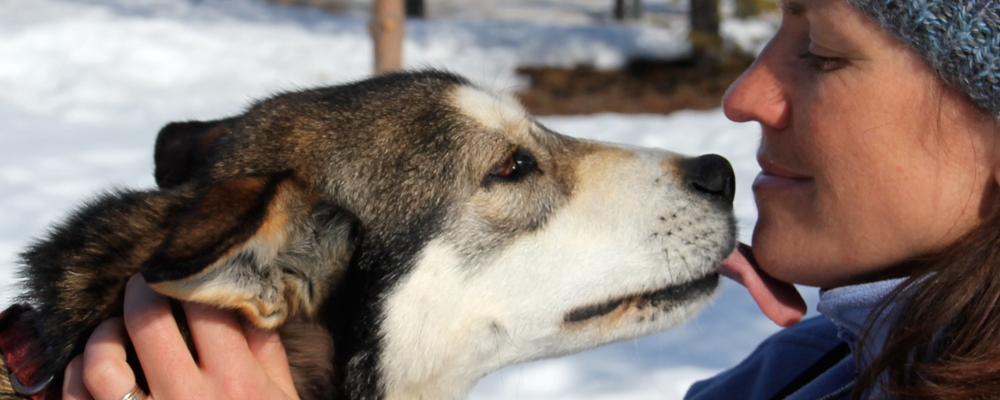 A retired husky resting their head against a guide who is gently holding them