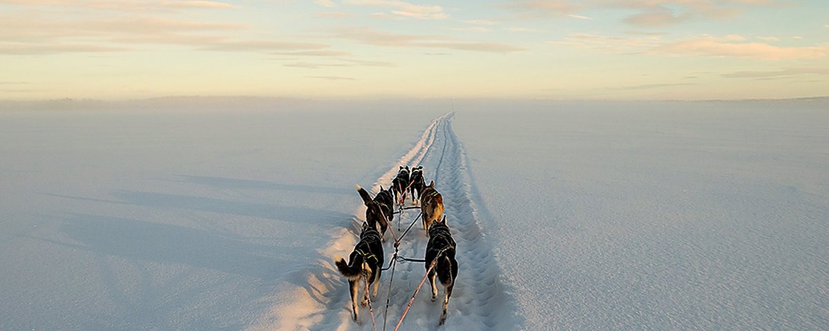 A Hetta Huskies sled team running into the Arctic distance