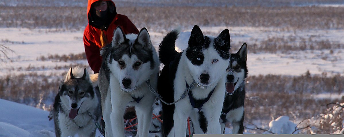 A husky team running toward the camera across the snow