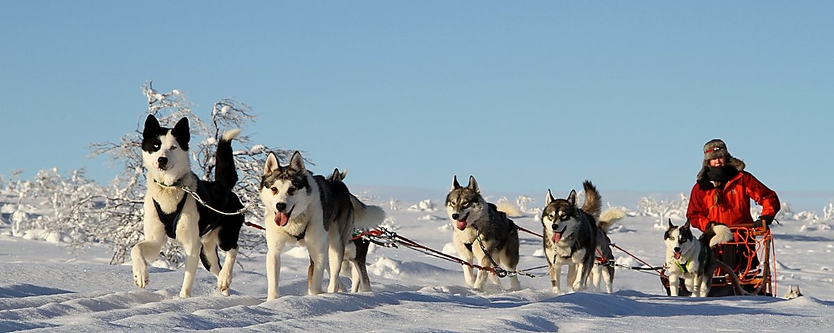 A sled-dog team standing alert in the Lapland snow