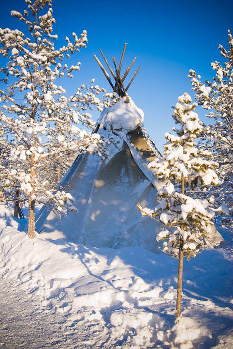 A snow-laden traditional Sámi-style kota among frosted pines under a clear blue Arctic sky