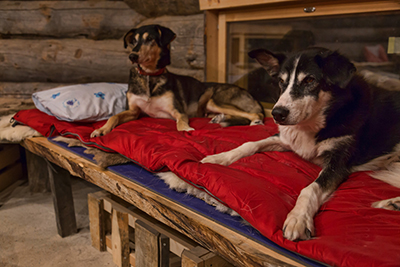 Two huskies resting on red beds inside a warm wooden cabin