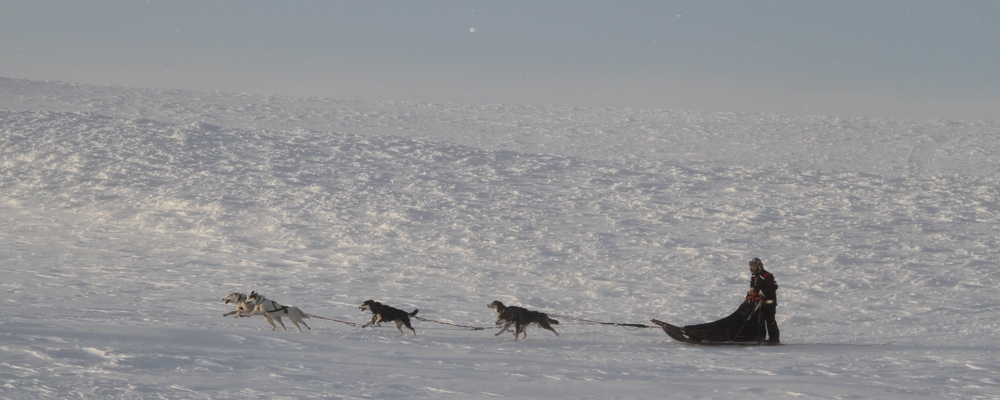 A distant husky team and musher crossing a vast snowy tundra plain