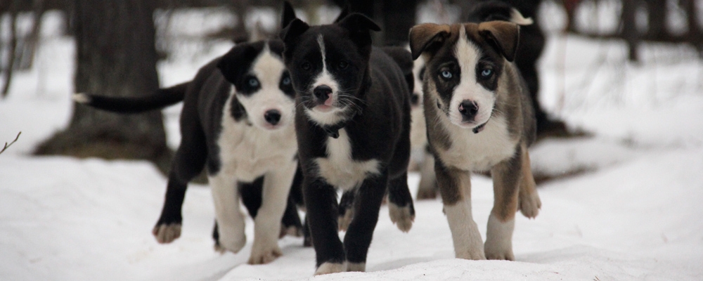 Three young husky pups running together through the snow