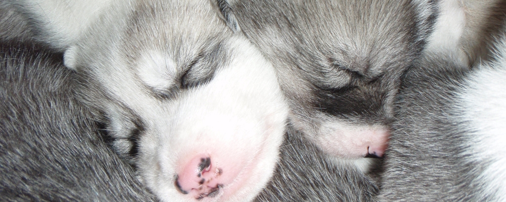 Two black-and-white husky puppies with bright blue eyes