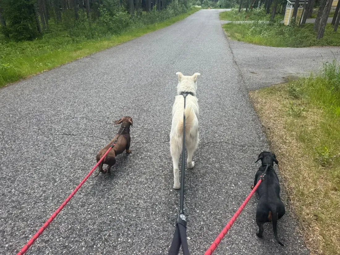 Selje walking a Lapland track with the family's two Dachshunds on leads