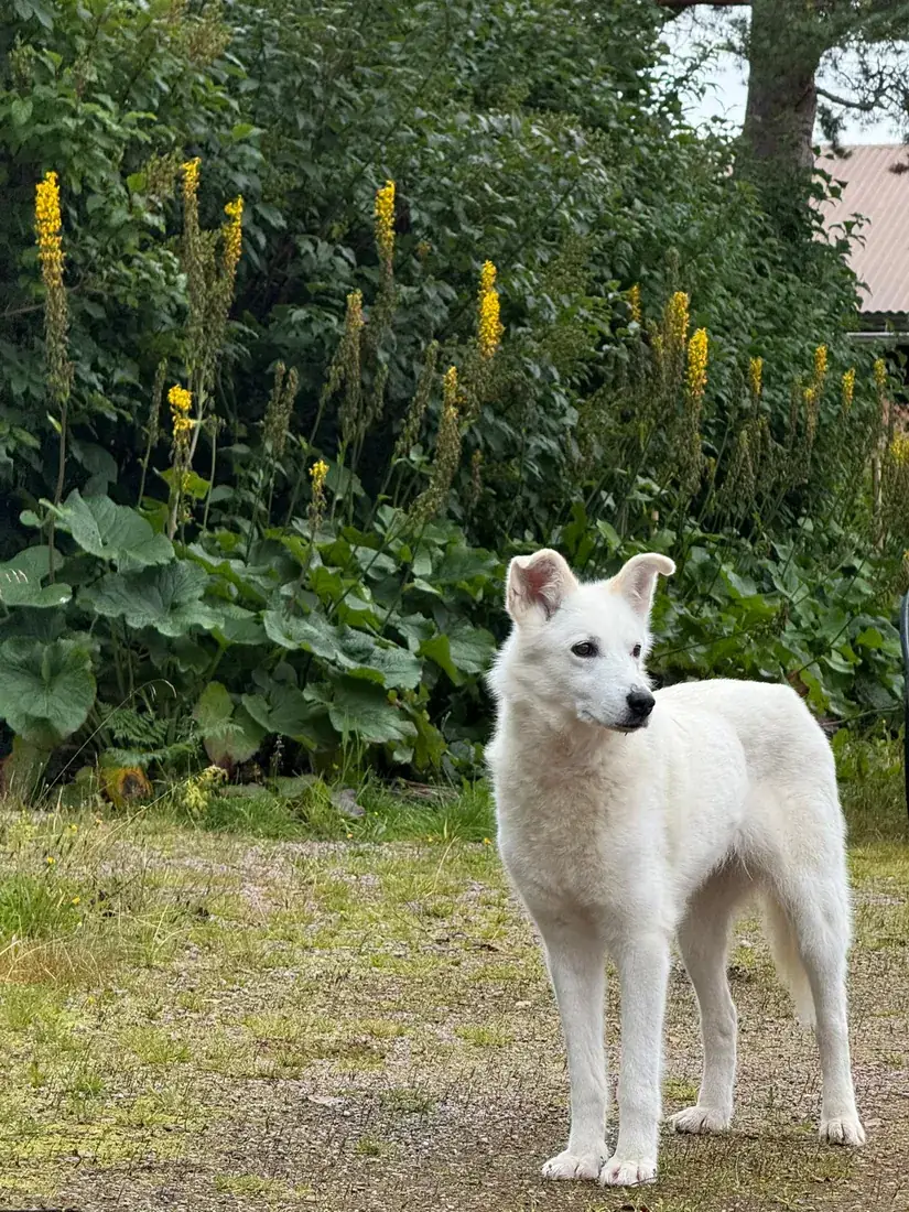Selje standing in the garden beside tall flowering plants in summer