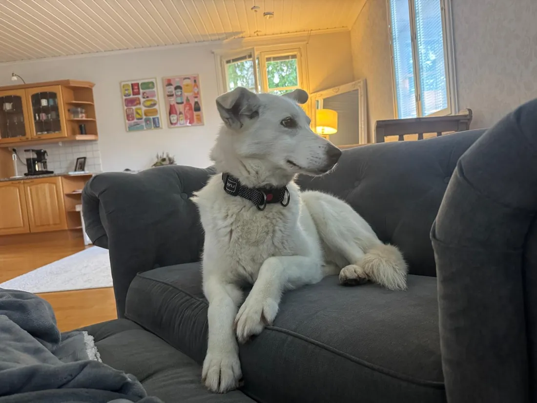 Selje sitting up on the sofa in a bright living room
