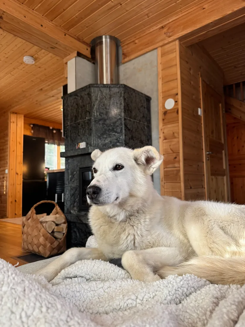 Selje lying on her blanket beside the fireplace in the family's wooden house