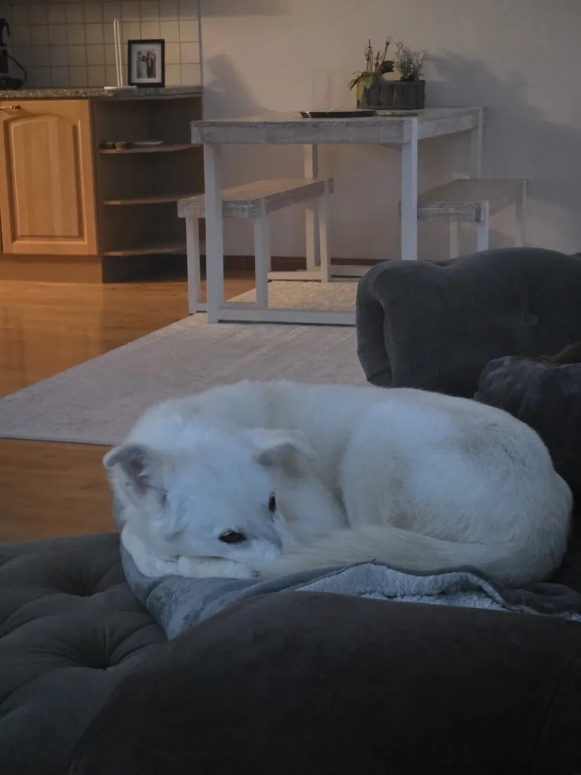 Selje curled up asleep in her dog bed