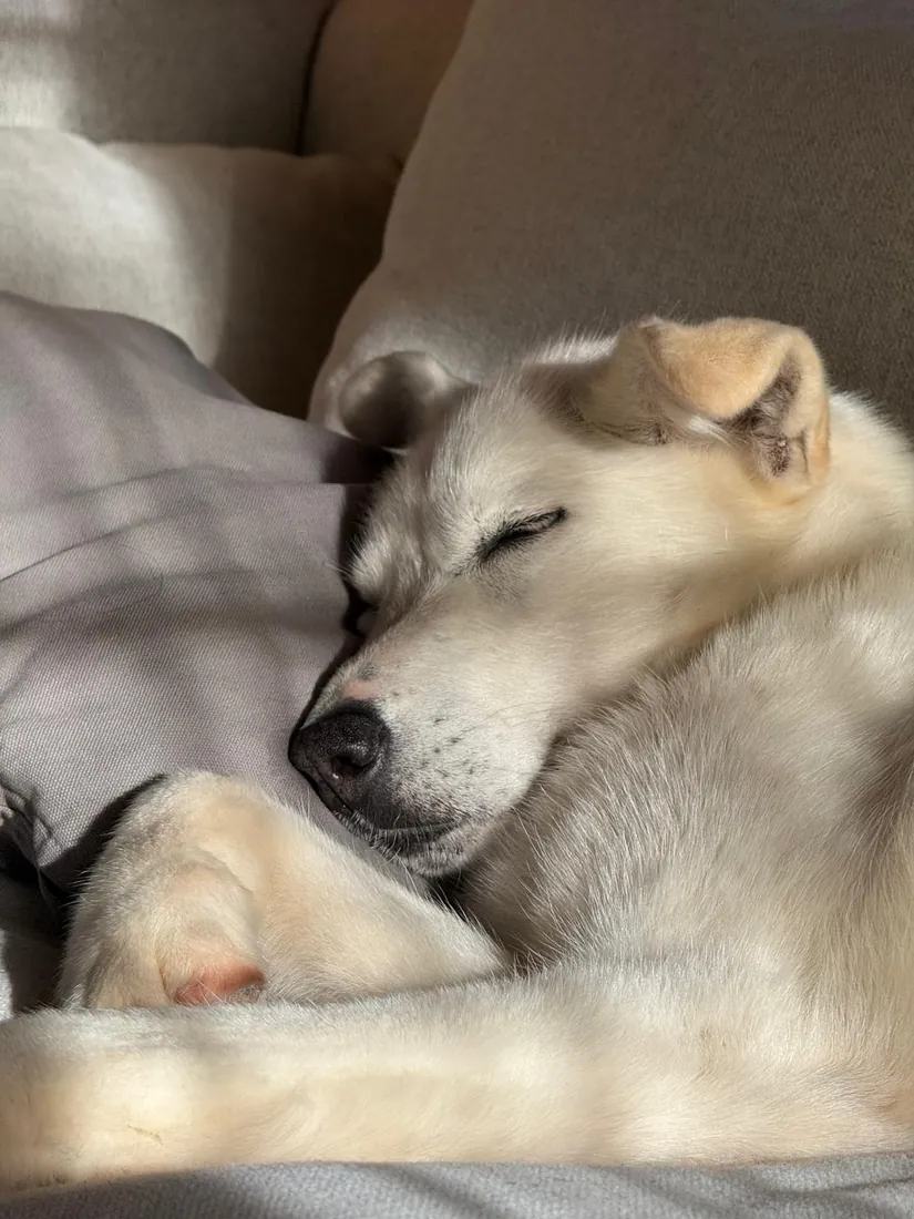 Selje asleep, tucked in close against one of the family
