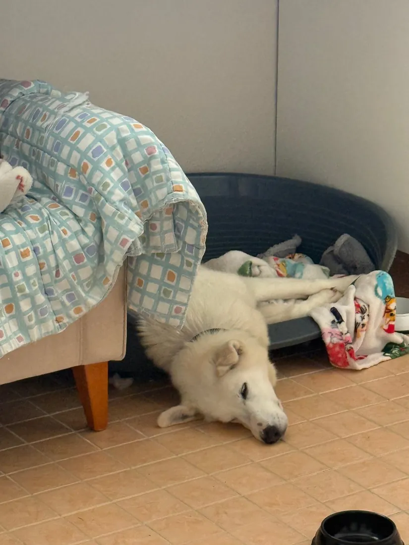 Selje stretched out asleep on the floor by her bed