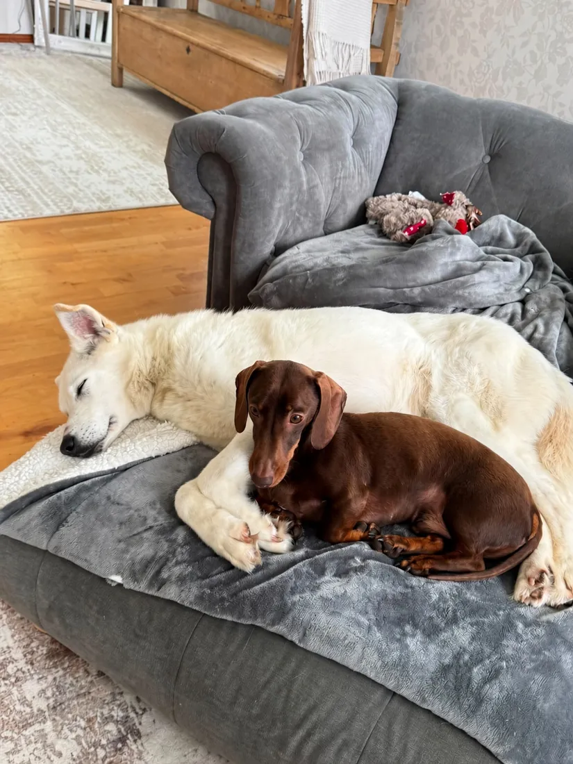 Selje asleep on her dog bed with one of the family's Dachshunds curled up against her