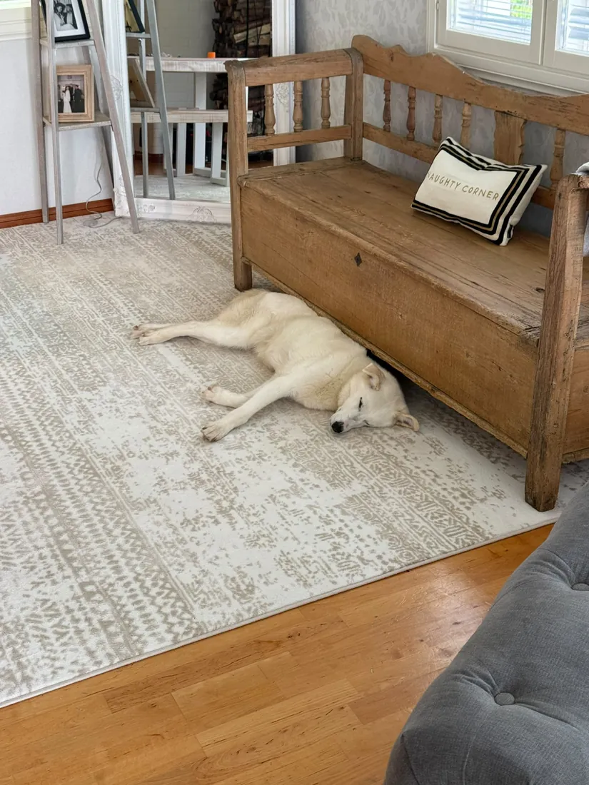 Selje asleep, stretched out on the rug beside an old wooden bench