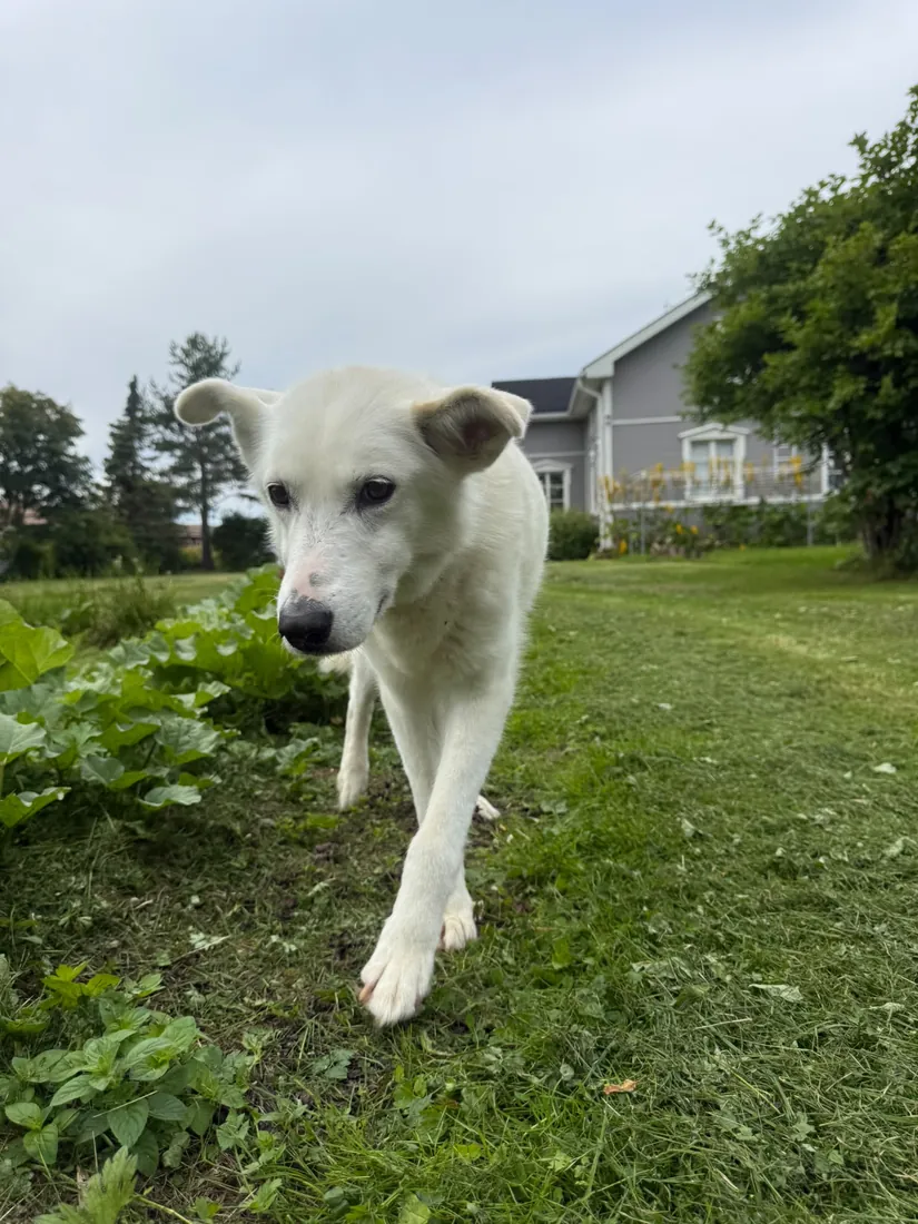 Selje walking across the summer lawn towards the camera, the house behind her