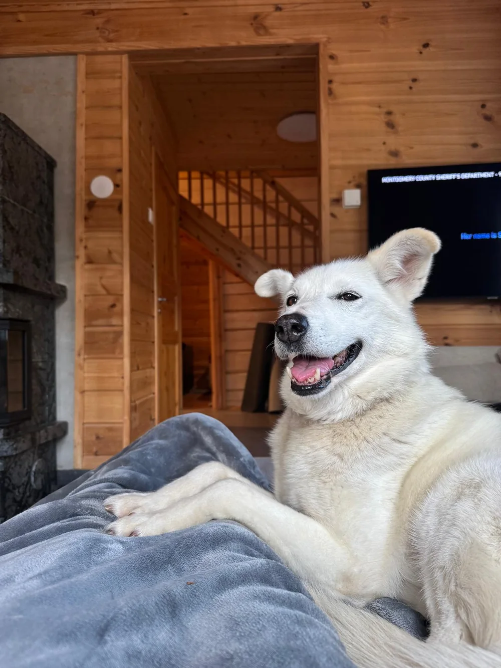 Selje, a white retired Hetta Huskies sleddog, lying on a blanket on the sofa in her new home in Lapland